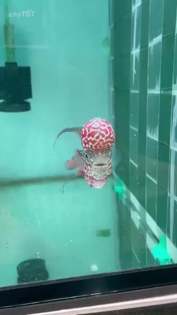 Kamfa F3 mắt trắng, full red, size 2.5 ngón!. Mua bán Thú cưng khác tại Quận 8 Tp Hồ Chí Minh được đăng bởi Bình hình 1