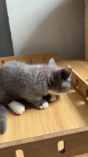 Munchkin cái 2 tháng tìm ba mẹ. Mua bán Mèo tại Quận Gò Vấp Tp Hồ Chí Minh được đăng bởi Meimei Răng Thưa hình 1