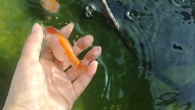 Cá vàng Ranchu. Mua bán Thú cưng khác tại Huyện Nhà Bè Tp Hồ Chí Minh được đăng bởi Ndung hình 1