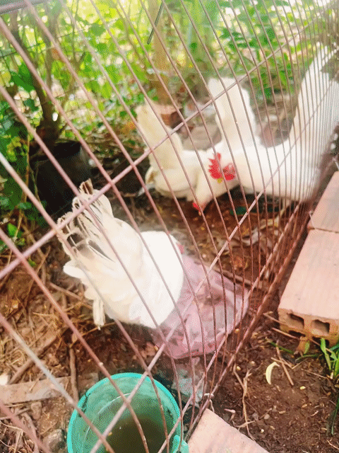 ga serama lai. Mua bán Gà tại Huyện Bình Chánh Tp Hồ Chí Minh được đăng bởi Tuyen hình 1