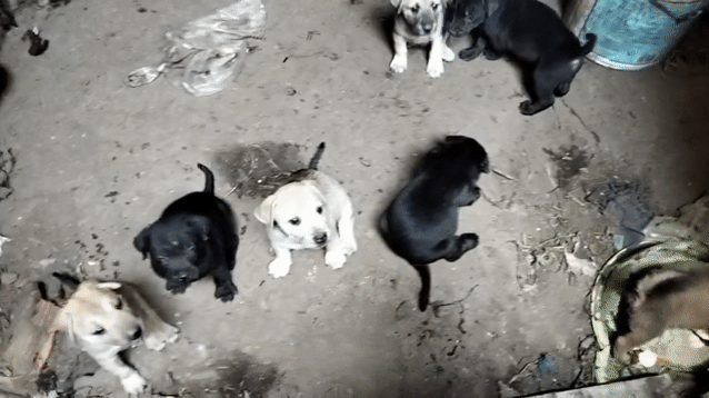 Chó lai Phú Quốc. Mua bán Chó tại Thị xã Tân Uyên Bình Dương được đăng bởi Vinh Anh hình 1