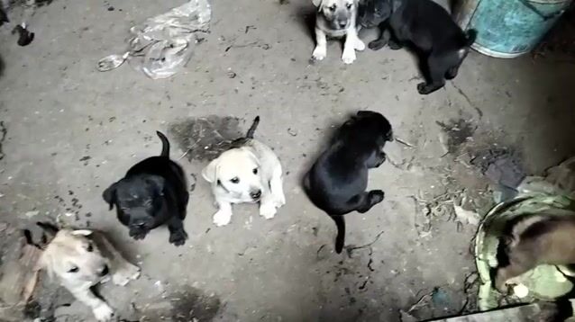 Chó lai Phú Quốc. Mua bán Chó tại Thị xã Tân Uyên Bình Dương được đăng bởi Vinh Anh hình 1
