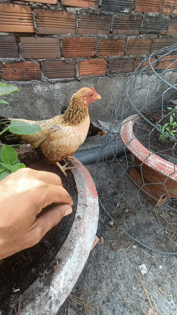 gà tre bắc . Mua bán Gà tại Huyện Châu Thành Tây Ninh được đăng bởi Trinh Hai hình 1