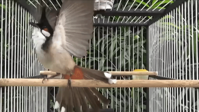  2 con Chim chào mào Khỏe mạnh. Mua bán Chim tại Huyện Quế Võ Bắc Ninh được đăng bởi Nguyễn Đạt hình 1