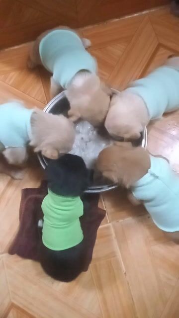 Cún con poodle lai. Mua bán Chó tại Quận Thanh Xuân Hà Nội được đăng bởi Phạm Thị Liễu hình 1