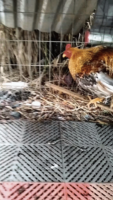 Gà chọi Đực Nâu vàng 1.5kg. Mua bán Gà tại Thành phố Thủ Đức Tp Hồ Chí Minh được đăng bởi Bảo Thiên hình 1