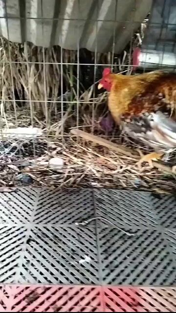 Gà chọi Đực Nâu vàng 1.5kg. Mua bán Gà tại Thành phố Thủ Đức Tp Hồ Chí Minh được đăng bởi Bảo Thiên hình 1