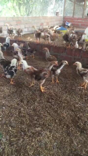 Gà giống nhiều màu 4 lạng đã tiêm. Mua bán Gà tại Huyện Xuân Lộc Đồng Nai được đăng bởi Bán gà ta giống  hình 1