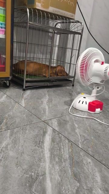 Chó Lạp xưởng cái Đen, Nâu. Mua bán Chó tại Huyện Bình Chánh Tp Hồ Chí Minh được đăng bởi Dương Huỳnh Như hình 1