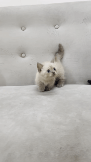 Mèo Munchkin đực  mèo con. Mua bán Mèo tại Thành phố Thủ Đức Tp Hồ Chí Minh được đăng bởi Trần Thiện  hình 1