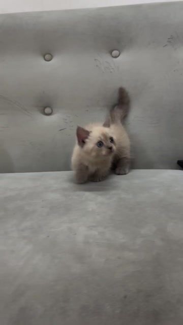 Mèo Munchkin đực  mèo con. Mua bán Mèo tại Thành phố Thủ Đức Tp Hồ Chí Minh được đăng bởi Trần Thiện  hình 1