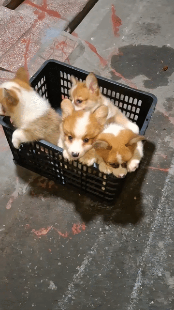 NHÀ CÒN NHIỀU CÚN XIN MỜI LỰA Ạ. Mua bán Chó tại Quận Đống Đa Hà Nội được đăng bởi Tùng Lâm corgi hình 1