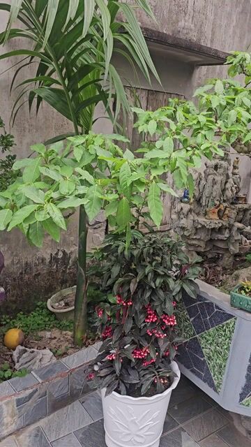 Cây sung Hải Dương. Mua bán Cây cảnh, đồ trang trí tại Huyện Thanh Miện Hải Dương được đăng bởi duong hung hình 1