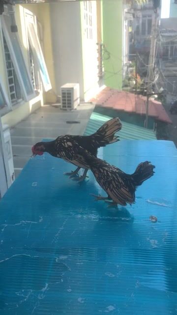 Gà vảy cá cặp gần 3 tháng. Mua bán Gà tại Quận 3 Tp Hồ Chí Minh được đăng bởi THANH NAM hình 1
