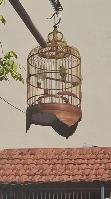 Chim Khoen xanh đang ăn cám dưỡng. Mua bán Chim tại Quận Phú Nhuận Tp Hồ Chí Minh được đăng bởi Phú nhuận  hình 1