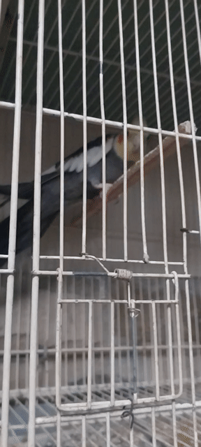 Chim Vẹt Cockatiel Xám Trống Hơn 1 năm lỗi chân. Mua bán Chim tại Quận Phú Nhuận Tp Hồ Chí Minh được đăng bởi Gà tre  hình 1