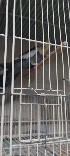 Chim Vẹt Cockatiel Xám Trống Hơn 1 năm lỗi chân. Mua bán Chim tại Quận Phú Nhuận Tp Hồ Chí Minh được đăng bởi Gà tre  hình 1