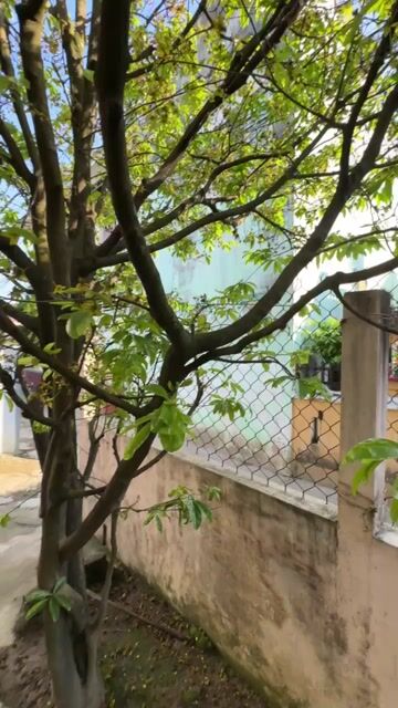 Bán Cây Mai Huế sân vườn dáng đẹp. Mua bán Cây cảnh, đồ trang trí tại Thành phố Huế Thừa Thiên Huế được đăng bởi Chị Xuân hình 1