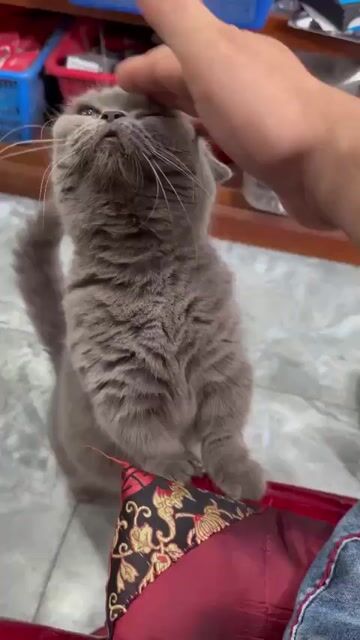 Mèo Anh lông ngắn Xám. Mua bán Mèo tại Quận Ninh Kiều Cần Thơ được đăng bởi Hải hình 1