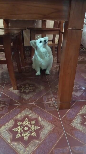 Chó Phốc Sóc đực đã thiến. Mua bán Chó tại Quận Hoàng Mai Hà Nội được đăng bởi Còi Quyên hình 1