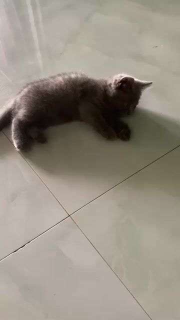 Mèo Anh lông dài Xám. Mua bán Mèo tại Quận Bắc Từ Liêm Hà Nội được đăng bởi dung nhi hình 1