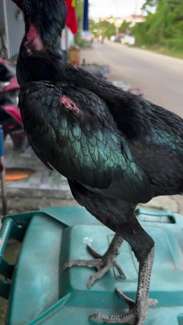 ô mã mái. Mua bán Gà tại Quận Ngũ Hành Sơn Đà Nẵng được đăng bởi Lai hình 1