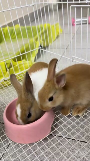 Thỏ Hà Lan Nâu Trắng 2 con kèm lồng nuôi. Mua bán Thú cưng khác tại Quận Bình Thạnh Tp Hồ Chí Minh được đăng bởi Trường hình 1