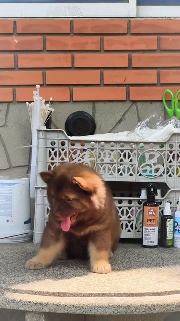 Chó Mông Cộc Đực Nhị Thể + Lưỡi Đốm Chuẩn Giống.. Mua bán Chó tại Quận Gò Vấp Tp Hồ Chí Minh được đăng bởi Shop SH Và Chó Cộc Sài Gòn hình 1