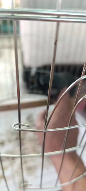 Cả bộ chim và lồng xờ gãi vô tư. Mua bán Chim tại Quận Tân Phú Tp Hồ Chí Minh được đăng bởi Bảo  hình 1