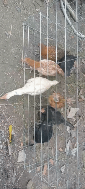Gà con giống nhỏ 3 tháng nhiều màu. Mua bán Gà tại Huyện Cầu Kè Trà Vinh được đăng bởi khai Trương hình 1