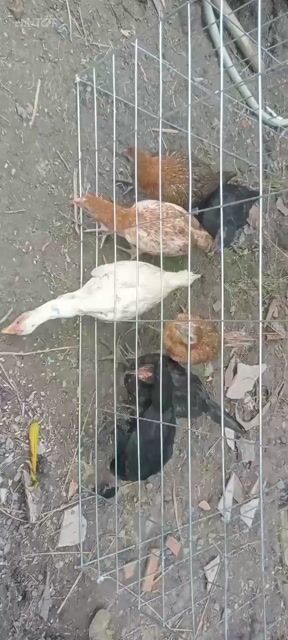Gà con giống nhỏ 3 tháng nhiều màu. Mua bán Gà tại Huyện Cầu Kè Trà Vinh được đăng bởi khai Trương hình 1
