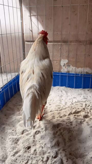 Gà chọi Thái Mỹ Asil trống 3.1kg Trắng. Mua bán Gà tại Huyện Hóc Môn Tp Hồ Chí Minh được đăng bởi Le Duy hình 1