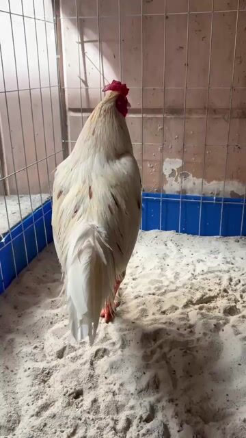 Gà chọi Thái Mỹ Asil trống 3.1kg Trắng. Mua bán Gà tại Huyện Hóc Môn Tp Hồ Chí Minh được đăng bởi Le Duy hình 1