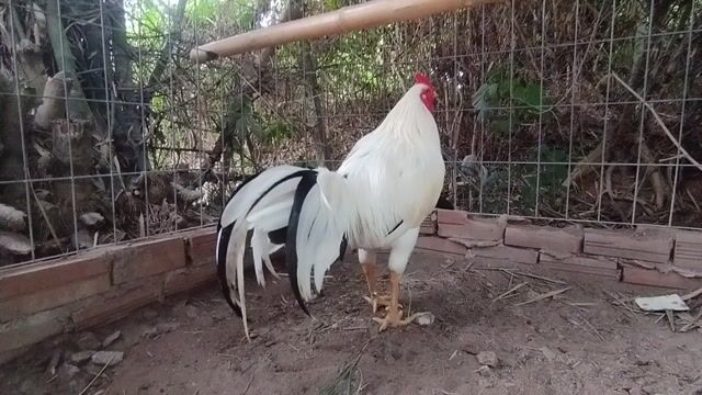 Asia Mỹ 3kg4 tay như con bò đá liên. Mua bán Gà tại Huyện Châu Thành An Giang được đăng bởi Nhi Gà Đá hình 1