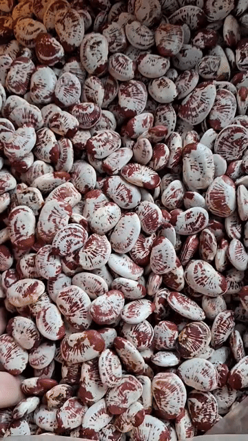Đậu Ngự Lâm Đồng 1kg Trắng Đỏ. Mua bán Đồ ăn, thực phẩm và các loại khác tại Huyện Nhơn Trạch Đồng Nai được đăng bởi Lý Phượng hình 1