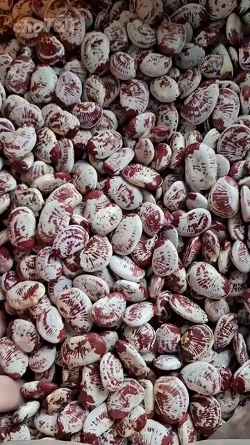 Đậu Ngự Lâm Đồng 1kg Trắng Đỏ. Mua bán Đồ ăn, thực phẩm và các loại khác tại Huyện Nhơn Trạch Đồng Nai được đăng bởi Lý Phượng hình 1