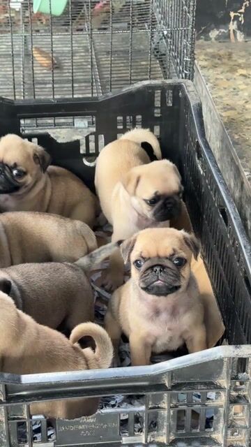 chó pug mặt xệ thuần chủng 100% ( bé gái ). Mua bán Chó tại Huyện Bình Chánh Tp Hồ Chí Minh được đăng bởi mini pet house sài gòn hình 1