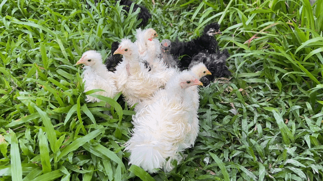 Gà PenKin xù Đen, Trắng, Xám đã tiêm. Mua bán Gà tại Huyện Phụng Hiệp Hậu Giang được đăng bởi Lê Văn Hoài hình 1