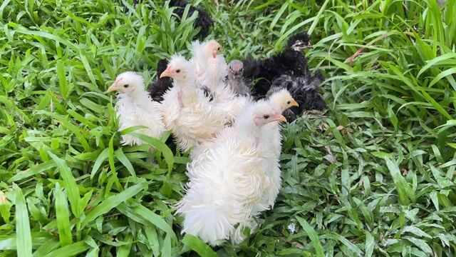 Gà PenKin xù Đen, Trắng, Xám đã tiêm. Mua bán Gà tại Huyện Phụng Hiệp Hậu Giang được đăng bởi Lê Văn Hoài hình 1