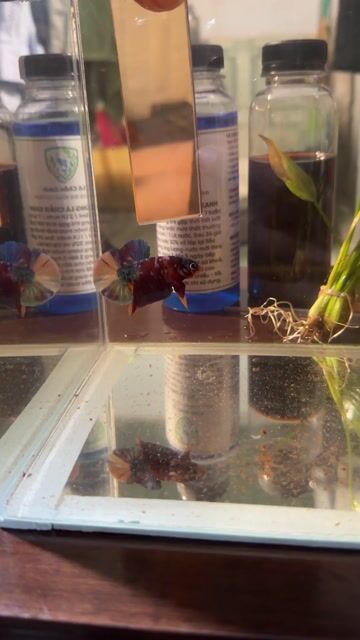 Cá Betta Đa sắc 5 tháng. Mua bán Thú cưng khác tại Thành phố Thủ Đức Tp Hồ Chí Minh được đăng bởi tuấn anh hình 1