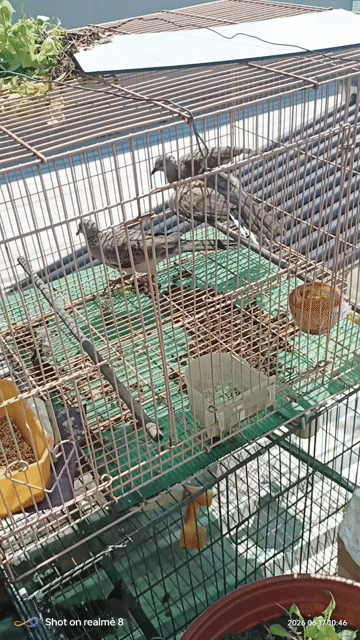 Chim cu gáy việc ,chim tơ. Mua bán Chim tại Quận Bình Tân Tp Hồ Chí Minh được đăng bởi Anh Tuấn  hình 1