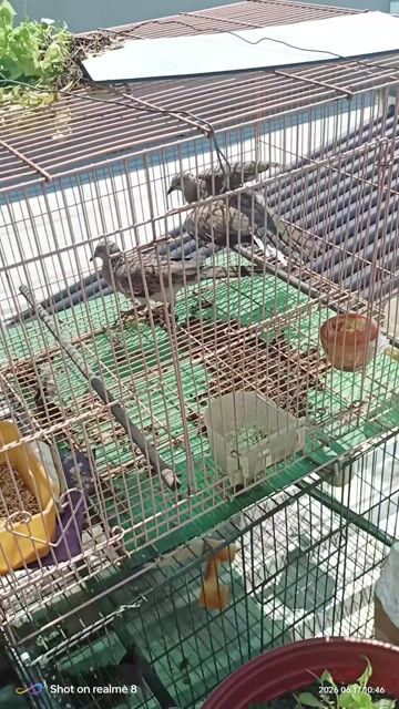 Chim cu gáy việc ,chim tơ. Mua bán Chim tại Quận Bình Tân Tp Hồ Chí Minh được đăng bởi Anh Tuấn  hình 1