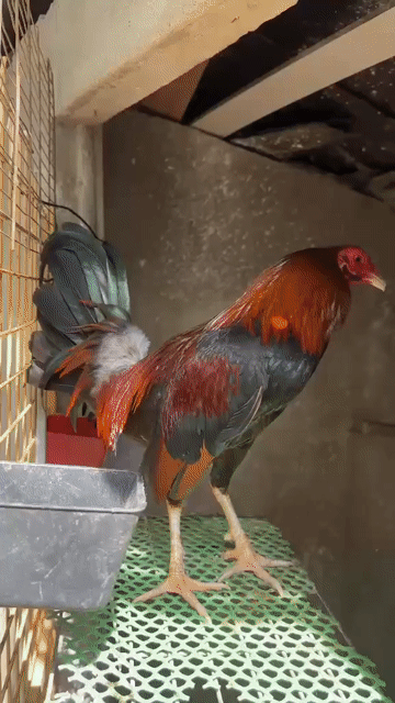 Gà chọi Cuban Mỹ màu Điều 1.55 kg. Mua bán Gà tại Huyện Bình Chánh Tp Hồ Chí Minh được đăng bởi tuấn Nguyễn  hình 1