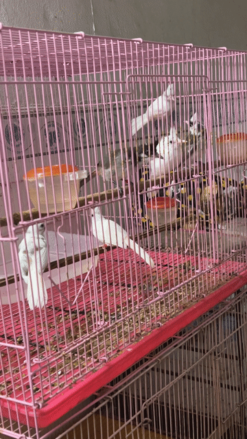 Chim chào mào Bạch Indô Chim nhà sinh sản. Mua bán Chim tại Quận Bình Tân Tp Hồ Chí Minh được đăng bởi Năm Châu hình 1
