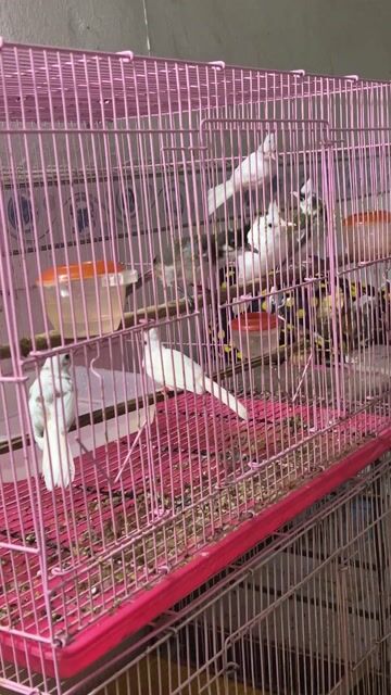Chim chào mào Bạch Indô Chim nhà sinh sản. Mua bán Chim tại Quận Bình Tân Tp Hồ Chí Minh được đăng bởi Năm Châu hình 1