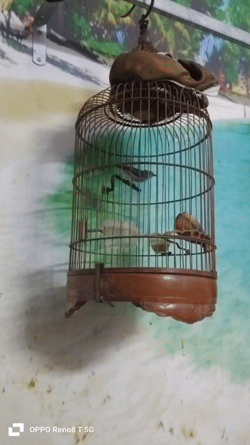 Chim Ốc Mít Xanh lá 3 mùa. Mua bán Chim tại Thị xã Tân Uyên Bình Dương được đăng bởi Van hau hình 1