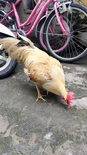 Gà đá Khét sữa 2.6kg chân Vàng cựa đen còn lên . Mua bán Gà tại Quận 12 Tp Hồ Chí Minh được đăng bởi Ngọc Hân  hình 1