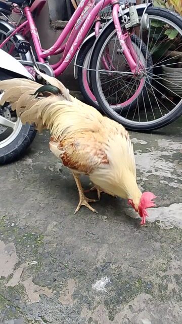 Gà đá Khét sữa 2.6kg chân Vàng cựa đen còn lên . Mua bán Gà tại Quận 12 Tp Hồ Chí Minh được đăng bởi Ngọc Hân  hình 1