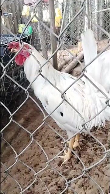 Gà Mỹ trống 10 tháng. Mua bán Gà tại Huyện Mỹ Xuyên Sóc Trăng được đăng bởi Châu Minh Nhựt  hình 1