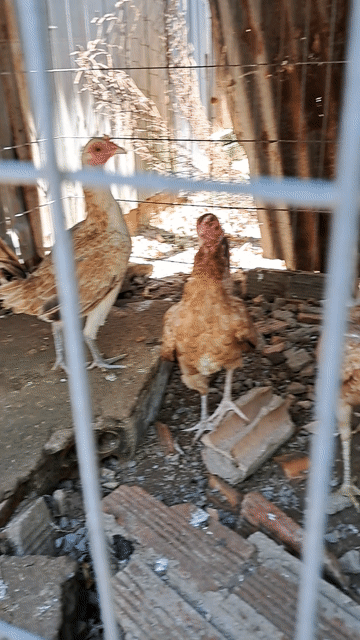 Gà mái tre. Mua bán Gà tại Huyện Trảng Bom Đồng Nai được đăng bởi Trieu hình 1
